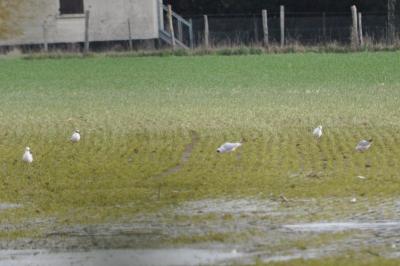 Mouette rieuse