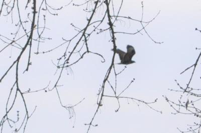 Buse variable