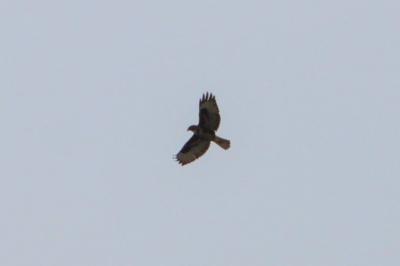 Buse variable