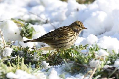 Anthus pratensis