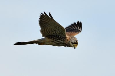 Faucon crécerelle