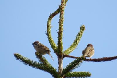Moineau friquet