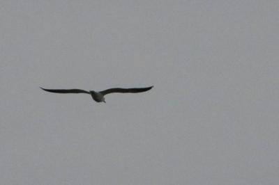Larus fuscus
