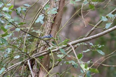 Mésange bleue