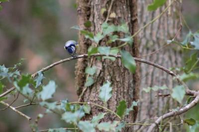 Mésange bleue