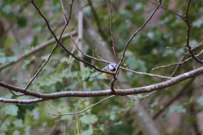 Mésange bleue