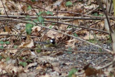 Mésange charbonnière