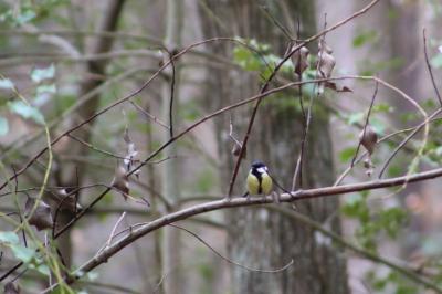 Mésange charbonnière