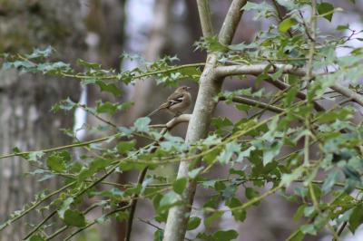 Pinson des arbres