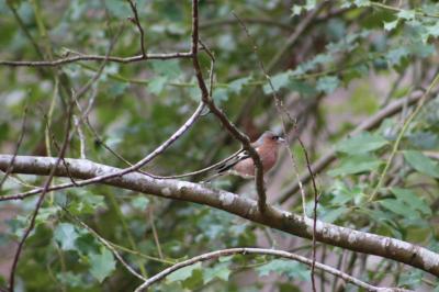 Pinson des arbres