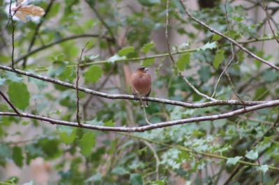 Pinson des arbres
