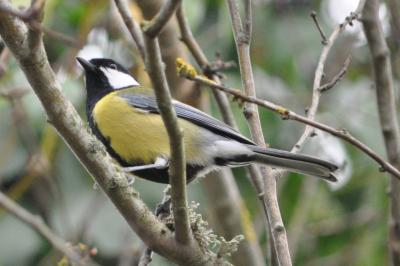 Parus major