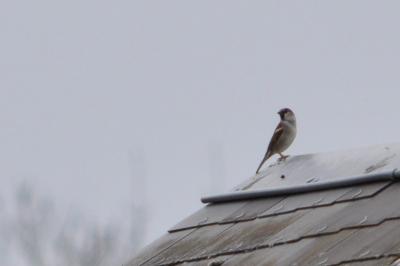 Moineau domestique