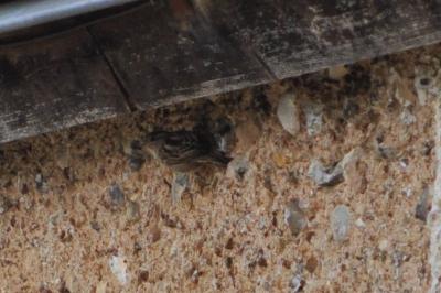 Moineau domestique