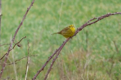 Bruant jaune