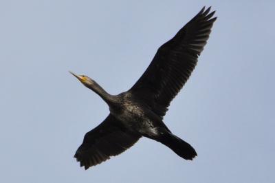Grand Cormoran