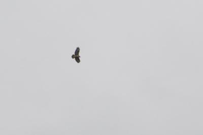 Buse variable