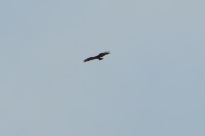 Buse variable
