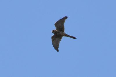 Faucon crécerelle