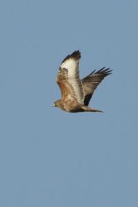 Buse variable