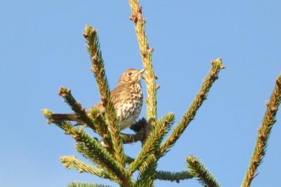 Turdus philomelos