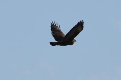 Buse variable