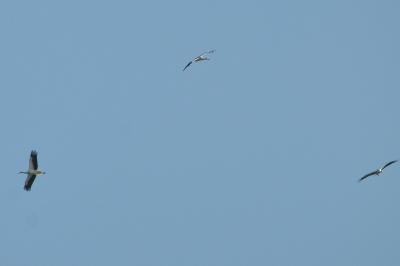 Cigogne blanche