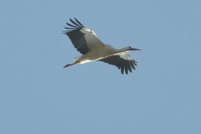 Cigogne blanche