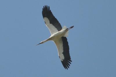 Cigogne blanche