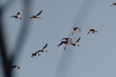 Canard souchet