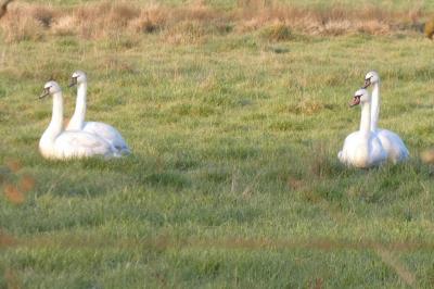 Cygne tuberculé