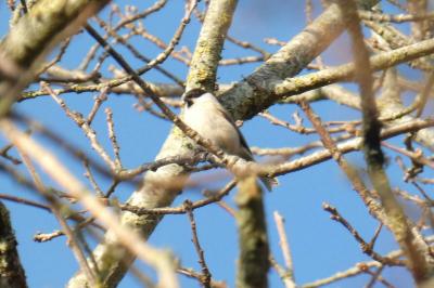 Mésange nonnette