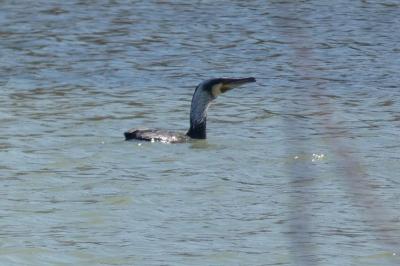 Grand Cormoran