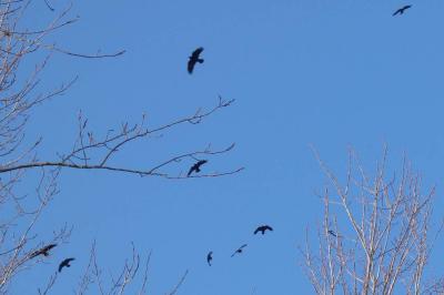 Corbeau freux