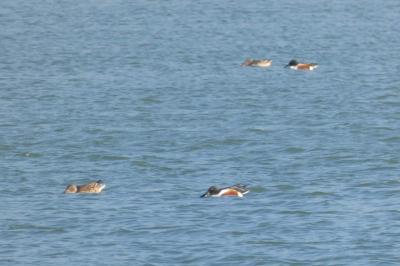 Canard souchet