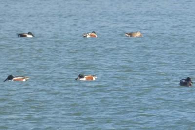 Canard souchet
