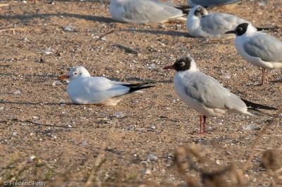 Mouette rieuse