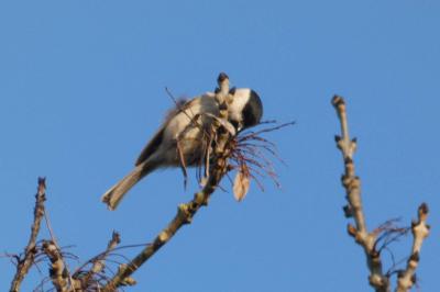 Mésange nonnette