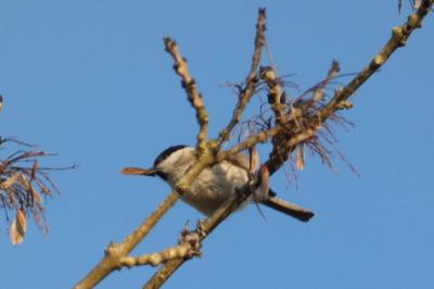 Mésange nonnette