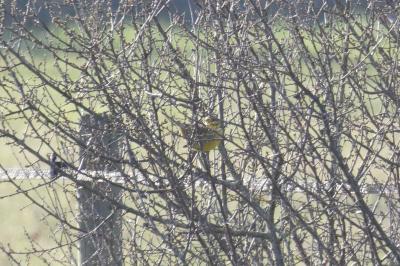 Bruant jaune