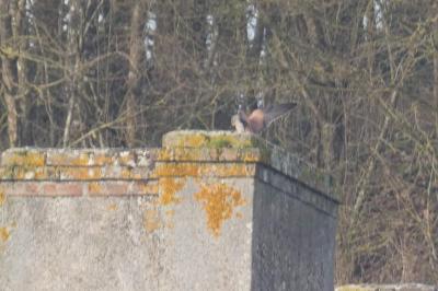 Faucon crécerelle