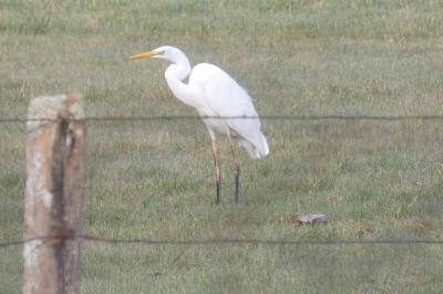 Grande Aigrette