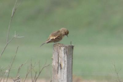 Pipit farlouse