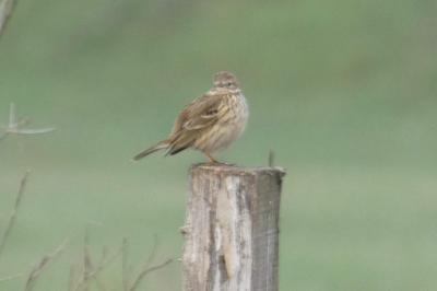 Pipit farlouse