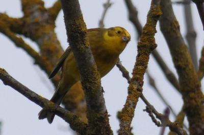 Bruant jaune