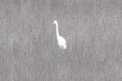 Grande Aigrette