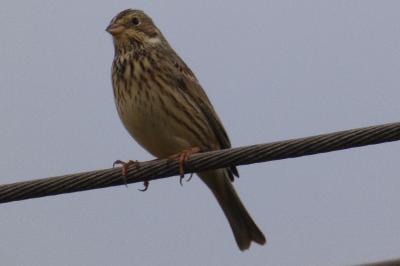 Emberiza calandra