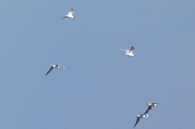 Mouette mélanocéphale