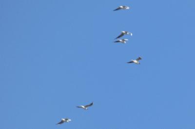Mouette rieuse