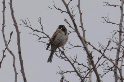 Bruant des roseaux